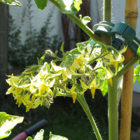 Tomate Dattelwein (Solanum lycopersicum) Samen