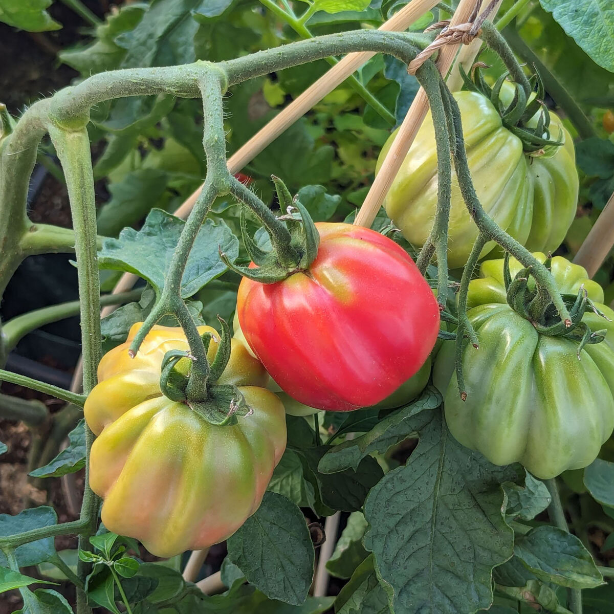 Zahnradtomate Bio-Saatgut - Alte Marktomate