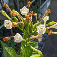 Tabak Baffra Basma (Nicotiana tabacum) Samen