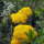 Hohe Gold-Garbe Cloth of Gold (Achillea filipendulina) Samen