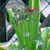 Rote Schafgarbe Kirschkönigin (Achillea millefolium)...