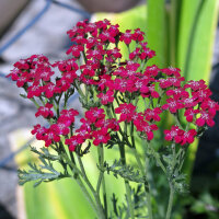 Rote Scharfgarbe Kirschkönigin (Achillea millefolium) Samen