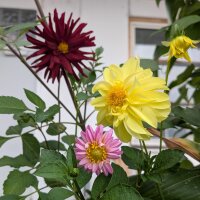 Hoher Dahlien-Mix Decorative Giants (Dahlia variabilis)...