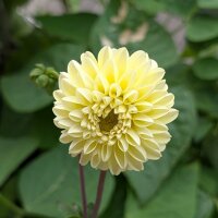 Pompom-Dahlien-Mix (Dahlia variabilis) Samen
