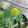 Gelbe Kokardenblume Aurea Pura (Gaillardia aristata) Samen