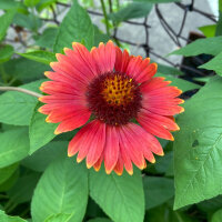 Orange Kokardenblume Tokajer (Gaillardia aristata) Samen