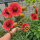 Orange Kokardenblume Tokajer (Gaillardia aristata) Samen