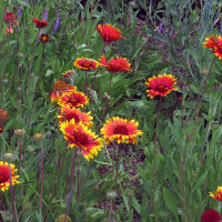 Zweifarbige Kokardenblume Bremen (Gaillardia aristata) Samen