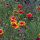 Zweifarbige Kokardenblume Bremen (Gaillardia aristata) Samen