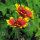 Zweifarbige Kokardenblume Bremen (Gaillardia aristata) Samen