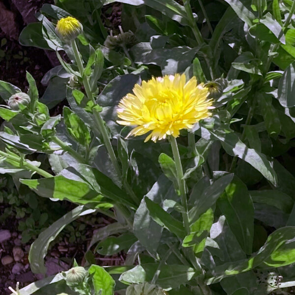 Hellgelbe Ringelblume Lemon Cream (Calendula officinalis) Samen