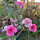 Rosa Samt-Skabiose Double Salmon Rose (Scabiosa atropurpurea) Samen
