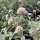 Stern-Skabiose Drumsticks (Scabiosa stellata) Samen