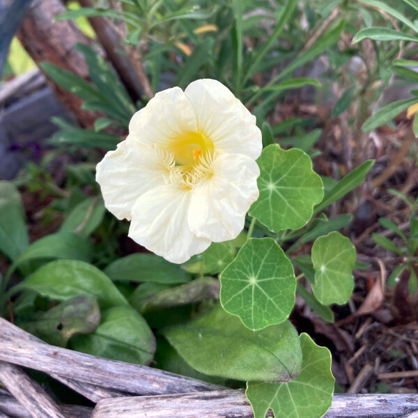 Cremeweisse Kapuzinerkresse Milkmaid (Tropaeolum majus) Samen