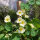 Cremeweisse Kapuzinerkresse Milkmaid (Tropaeolum majus) Samen