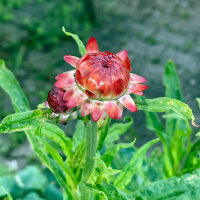 Hohe Strohblume Coppery Red (Xerochrysum bracteatum) Samen