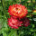 Hohe Strohblume Coppery Red (Xerochrysum bracteatum) Samen