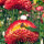 Hohe Strohblume Coppery Red (Xerochrysum bracteatum) Samen