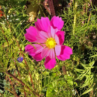 Schmuckkörbchen-Mix Sea Shells (Cosmos bipinnatus) Samen