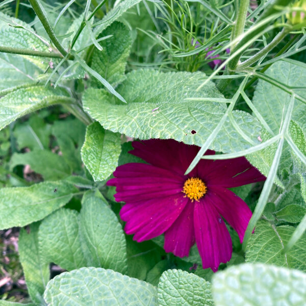 Karmesinrotes Schmuckkörbchen Sensation Dazzler (Cosmos bipinnatus) Samen