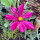 Karmesinrotes Schmuckkörbchen Sensation Dazzler (Cosmos bipinnatus) Samen