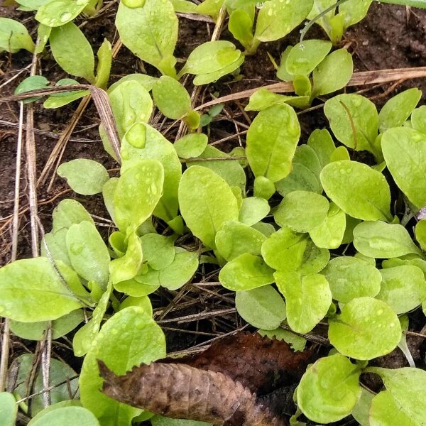 Kopfsalat 'Maiknig' (Lactuca sativa) Bio Saatgut