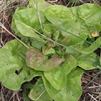 Kopfsalat Maikönig (Lactuca sativa) Bio Saatgut