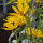 Maximilian-Sonnenblume (Helianthus maximiliani) Samen