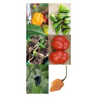 Milde Chilis mit viel Aroma - Samen-Geschenkset