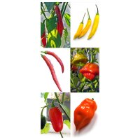 Berühmte Chilis - Samen-Geschenkset