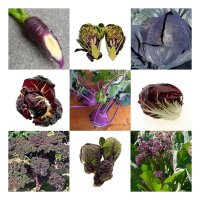 Violettes Gemüse - Samen-Geschenkset