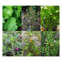 Peppige Cocktailkräuter - Samen-Geschenkset