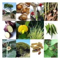 Exotische Nutzpflanzen - Samen-Geschenkset