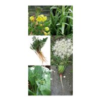 Essbare Wildpflanzen - Samen-Geschenkset