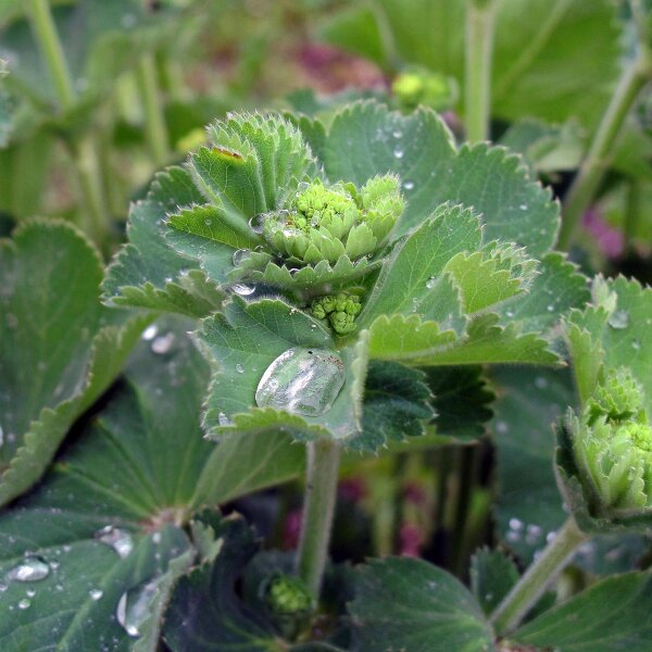 Gelbgrüner Frauenmantel (Alchemilla xanthochlora) Samen