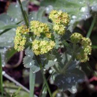 Gelbgrüner Frauenmantel (Alchemilla xanthochlora) Samen