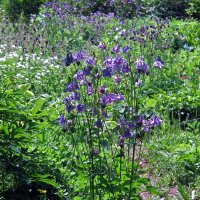 Gemeine Akelei (Aquilegia vulgaris) Samen