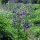 Gemeine Akelei (Aquilegia vulgaris)