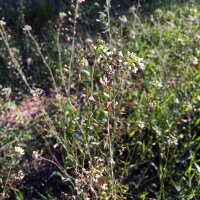 Gewöhnliches Hirtentäschel (Capsella bursa-pastoris) Samen