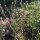 Gewöhnliches Hirtentäschel (Capsella bursa-pastoris) Samen