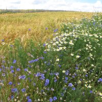 Wilde Kornblume / Zyane (Centaurea cyanus) Samen