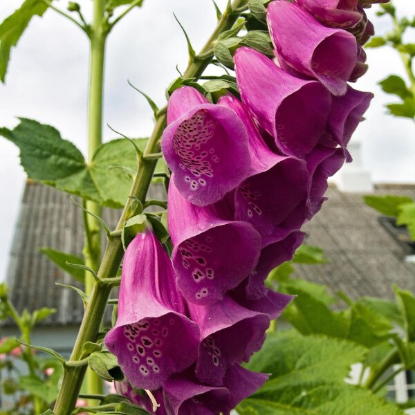 Roter Fingerhut (Digitalis purpurea) Samen