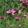 Karthäusernelke (Dianthus carthusianorum) Samen