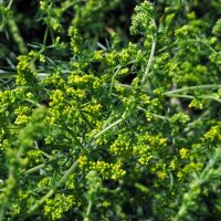 Gelbes Labkraut (Galium verum) Samen