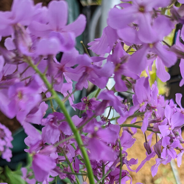 Gewöhnliche Nachtviole (Hesperis matronalis) Samen