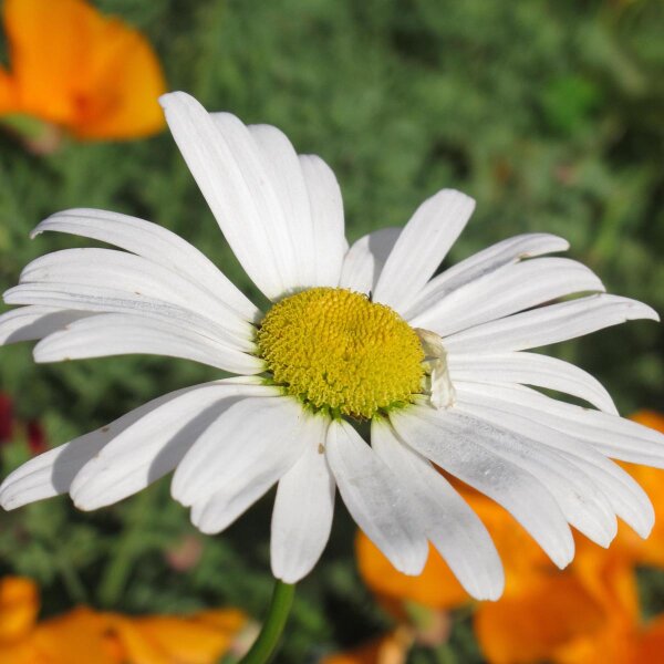 Wilde Margerite / Magerwiesenmargerite (Leucanthemum vulgare) Samen