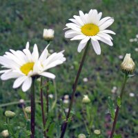 Wilde Margerite / Magerwiesenmargerite (Leucanthemum...