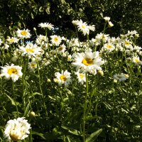 Wilde Margerite / Magerwiesenmargerite (Leucanthemum vulgare) Samen