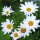 Wilde Margerite / Magerwiesenmargerite (Leucanthemum vulgare) Samen