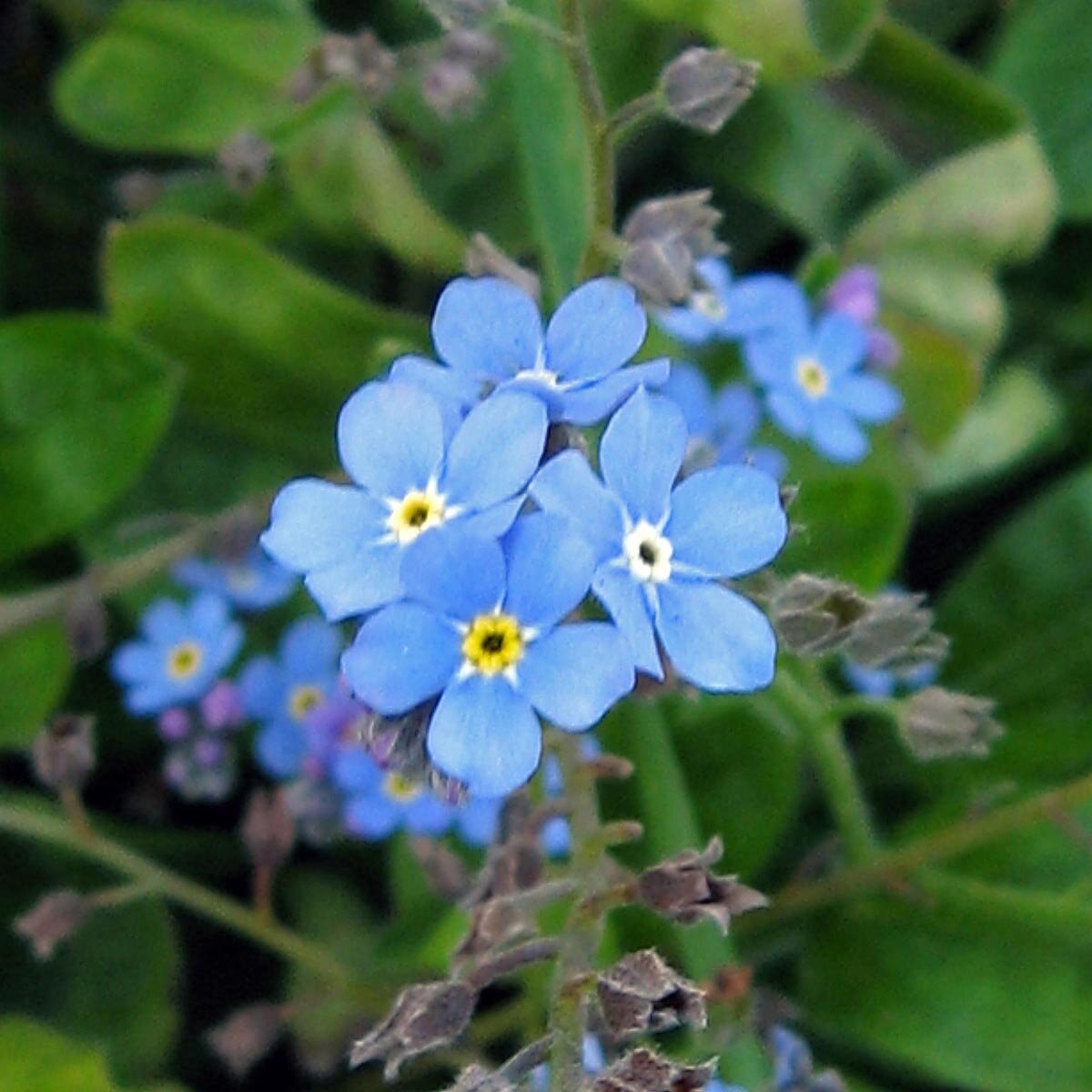 Wald Vergissmeinnicht Myosotis Sylvatica Samen Wald Vergissmeinnicht Myosotis Sylvatica Samen